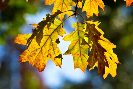 fall leafsの写真素材