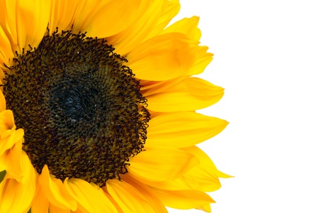 sunflower over white backgroundの写真素材