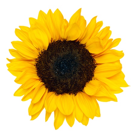 sunflower isolated on white backgroundの写真素材