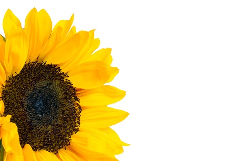 sunflower isolated on white backgroundの写真素材