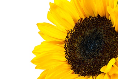 sunflower isolated on white backgroundの写真素材