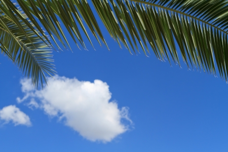 palm tree leaves over blue skyの写真素材