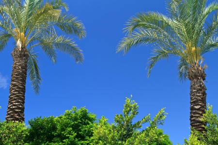 palm trees over blue skyの写真素材