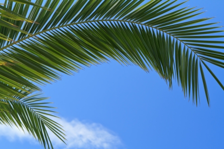 palm tree leaves over blue skyの写真素材