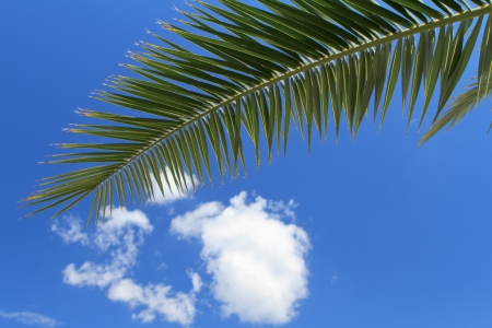 palm tree leaves over blue skyの写真素材