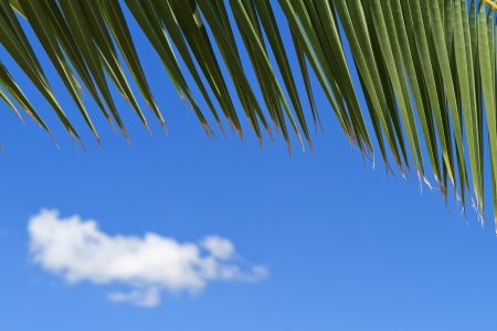 palm tree leaves over blue skyの写真素材