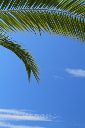 palm tree leaves over blue skyの写真素材