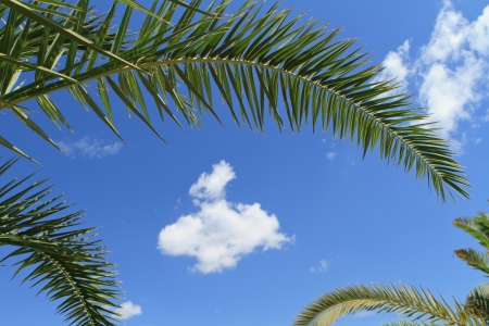 palm tree leaves over blue skyの写真素材