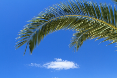 palm tree leaves over blue skyの写真素材