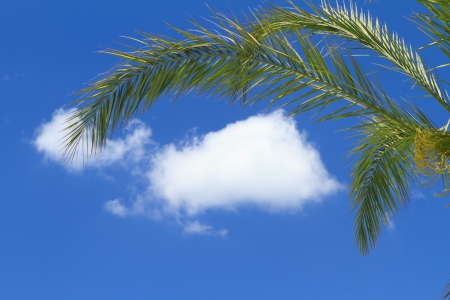 palm tree leaves over blue skyの写真素材