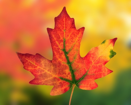 fall leafの写真素材