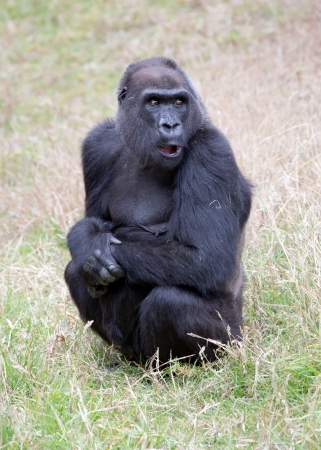 gorillaの写真素材