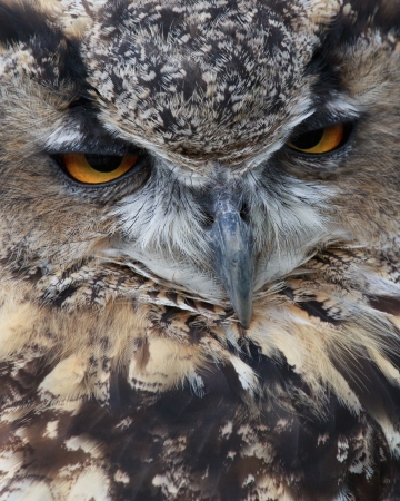 eagle owlの写真素材