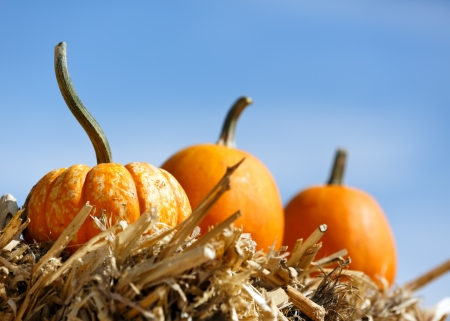 pumpkin patchの写真素材