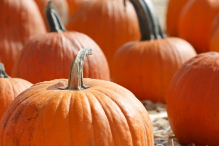 pumpkin patchの写真素材