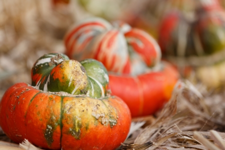 pumpkin patchの写真素材