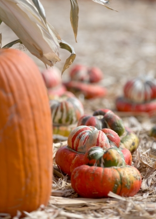 pumpkin patchの写真素材