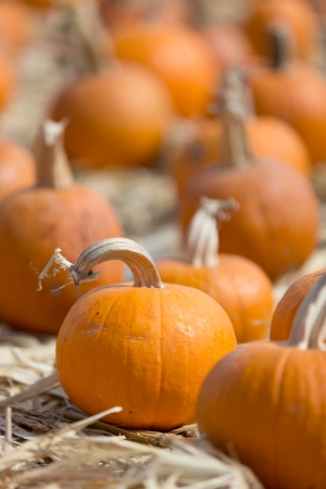 pumpkin patchの写真素材