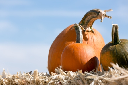 pumpkin patchの写真素材
