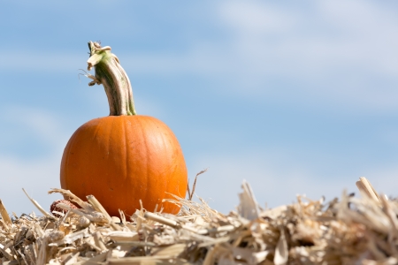 pumpkinの写真素材