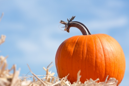 pumpkinの写真素材