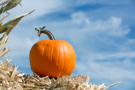 pumpkinの写真素材