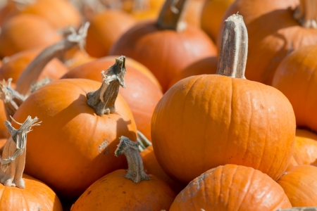 pumpkin patchの写真素材