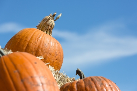 pumpkins against skyの写真素材