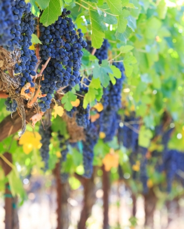 wine grapesの写真素材