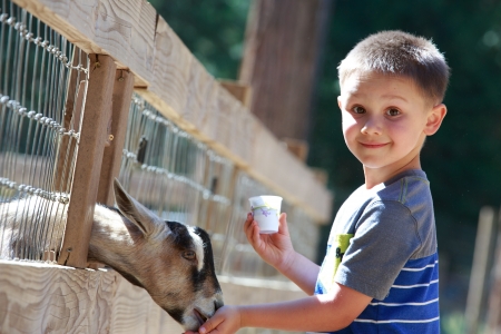 goat feedingの写真素材