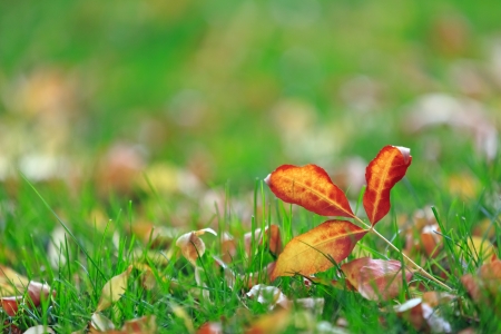 autumn leavesの写真素材