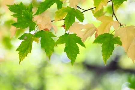 autumn leavesの写真素材