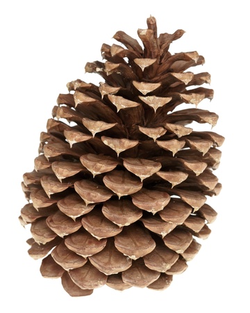 pine cone isolatedの写真素材