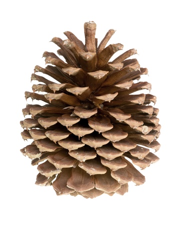 pine cone isolatedの写真素材