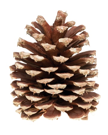 pine cone isolatedの写真素材