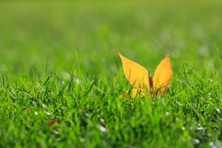 autumnの写真素材