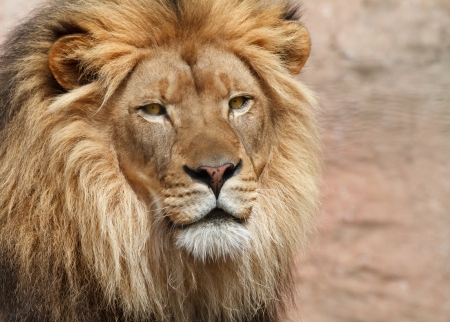 Lionの写真素材