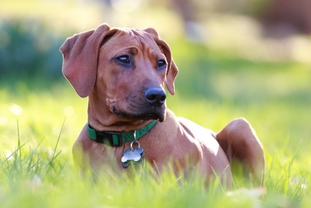 rhodesian ridgeback の写真素材