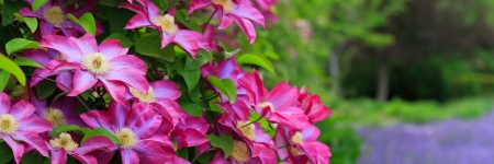 flowersの写真素材