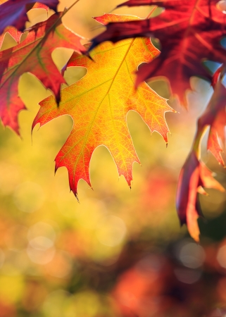 autumn colorsの写真素材