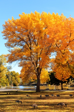 autumn treeの写真素材