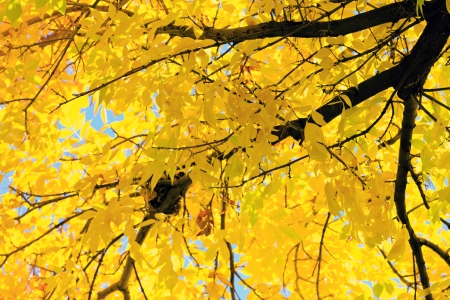 autumn backgroundの写真素材