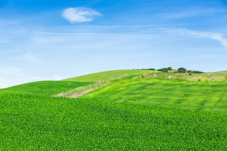 Green meadowの写真素材