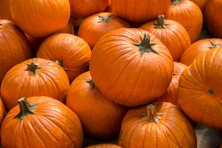 Pumpkin backgroundの写真素材