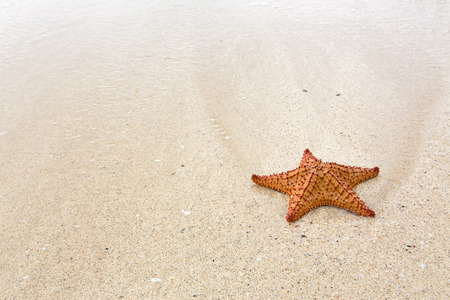 Starfishの写真素材