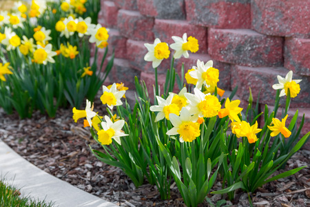 Spring flowersの写真素材
