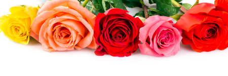 Multi colored roses over white backgroundの写真素材