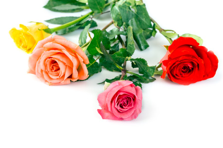 Multi colored roses over white backgroundの写真素材