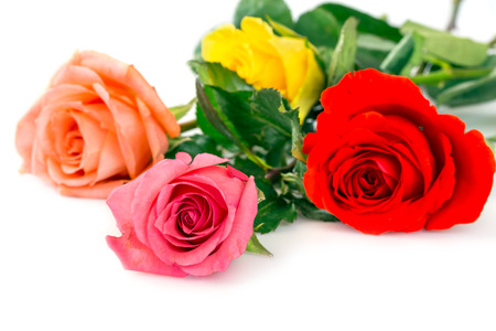 Multi colored roses over white backgroundの写真素材