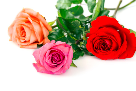 Multi colored roses over white backgroundの写真素材